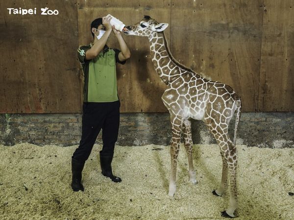 ▲▼動物園喜添長頸鹿新生寶寶！　72KG「長腿巨嬰」成功戒奶瓶。（圖／台北市立動物園提供）