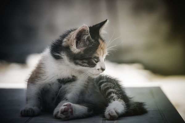 ▲▼小貓（示意圖／取自免費圖庫Pixabay）