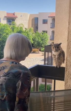 ▲▼這隻可愛的貓頭鷹每天都來看老奶奶，並和她說話。（圖／TikTok@shaix_2）