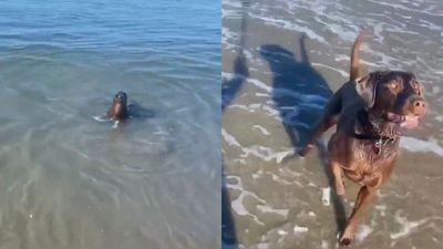 與愛犬海邊玩丟接「偶遇海豹探頭緊盯」　他球一拋打響玩具爭奪戰