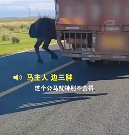 ▲▼公馬緊追載著妻小的卡車。（圖／翻攝自YouTube／北京時間）