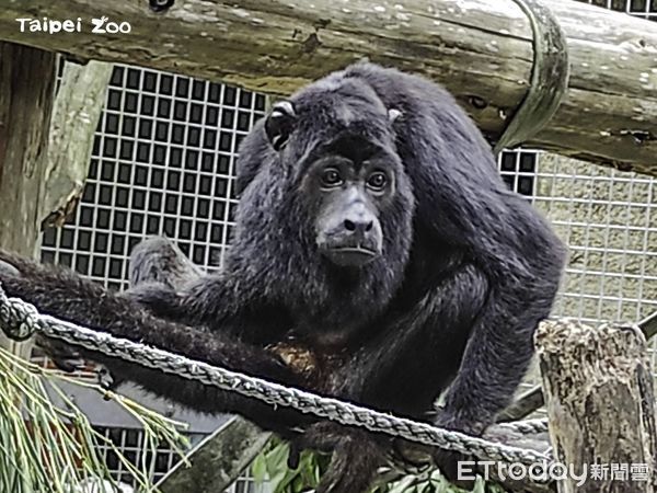 台北市立動物園黑吼猴超挑食。（圖／台北市立動物園提供）