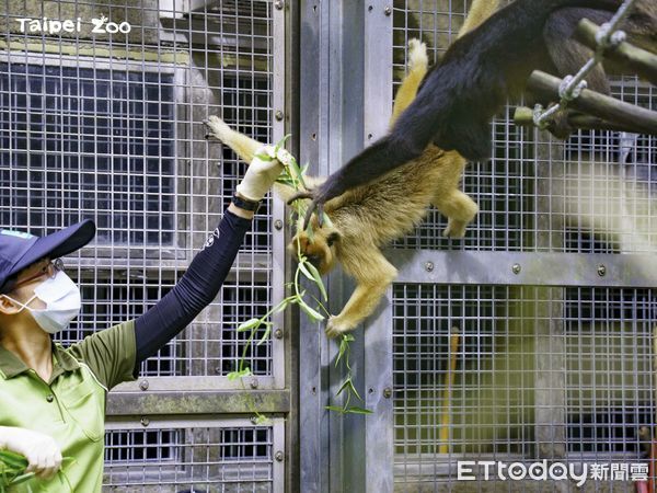 台北市立動物園黑吼猴超挑食。（圖／台北市立動物園提供）