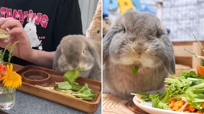 垂耳兔「坐餐桌啃食」享儀式感　嘴巴裝馬達細細咀嚼：好吃一直吃