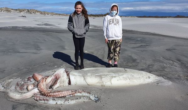 ▲紐西蘭沙灘上驚見大型烏賊，光身體就長達4公尺。（圖／翻攝自臉書“Anton Donaldson”）