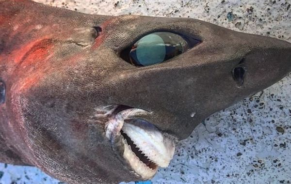 男水深600m釣詭異怪魚　「凸眼暴牙」模樣嚇壞網：好像外太空生物。（圖／翻攝自Facebook／Trapman Bermagui）