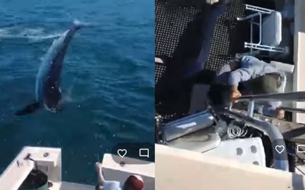 天外突然飛來一條鯊魚「瞬間跳到船上」　漁夫嚇壞爬梯子逃命。（圖／翻攝自Facebook／Sea Ventures Charters）