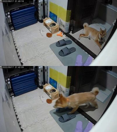 柴犬燒餅狗生第一次遇到強震，嚇得從浴室奪門而出。（翻攝自Dcard）