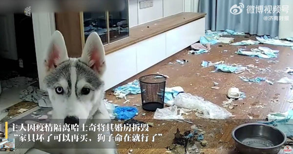 家裡的寵物犬哈士奇在楊女士隔離期間快把房子拆了。（圖／翻攝濟南時報）