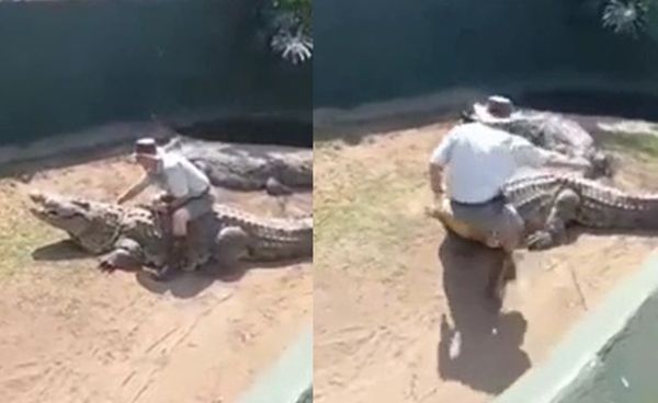 馴獸師被雙鱷魚包圍　遊客面前遭「4.8公尺巨鱷」攻擊嚇哭孩童。（圖／翻攝自thesouthafrican網站）