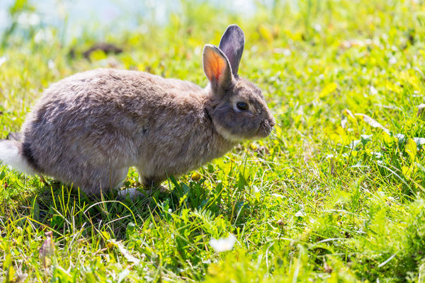 ▲兔子已經成為台灣棄養數量第3多的動物，飼養前可以先了解飼養知識，確認自己是否適合飼養。（示意圖／達志影像）