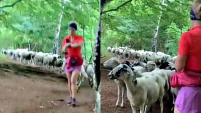 慢跑「跑著跑著就牧羊了」！戴耳機女被「身後100隻羊」嚇到噴笑：誰家的啦