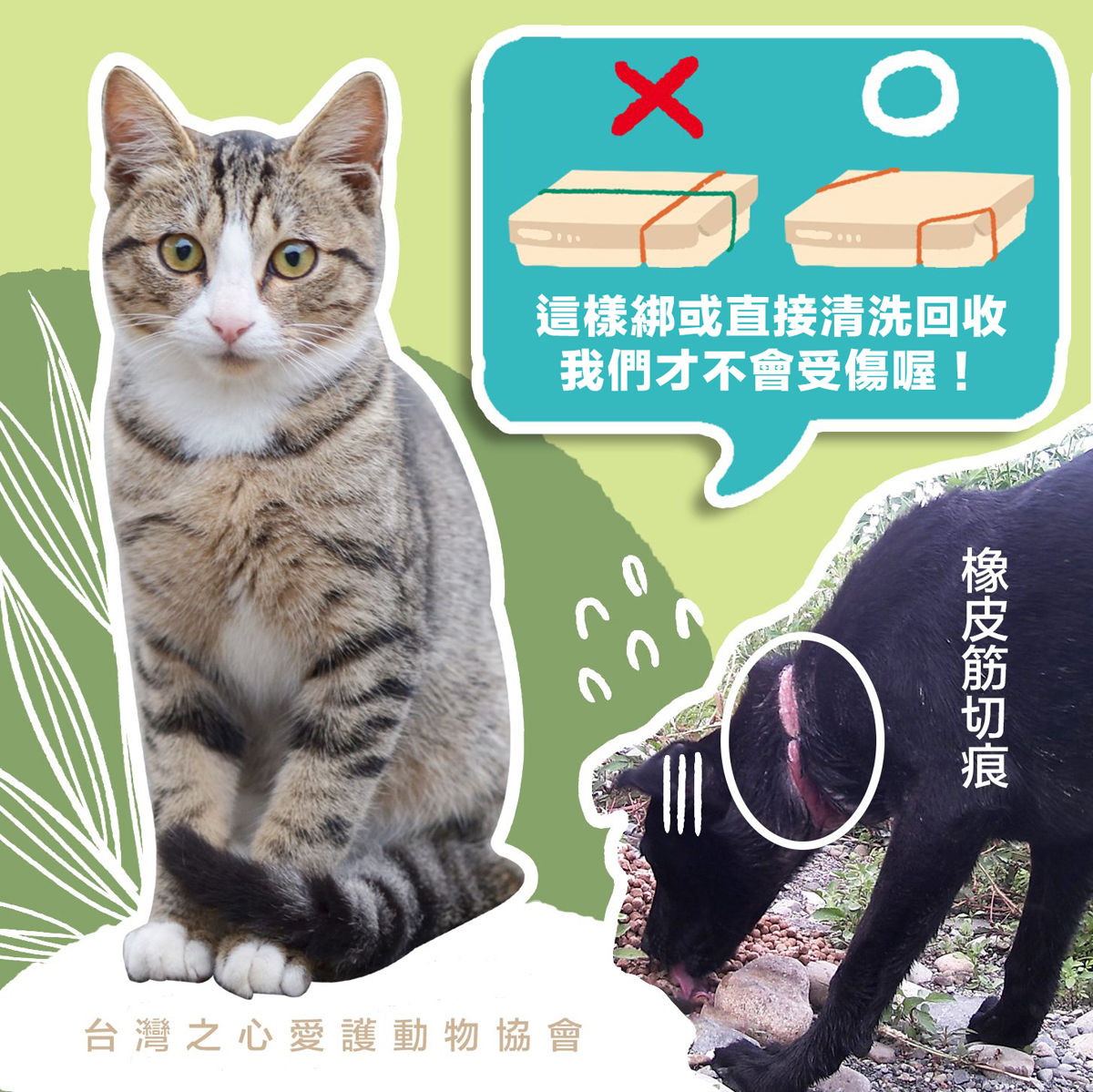 圖／台灣之心愛護動物協會授權大檸檬使用
