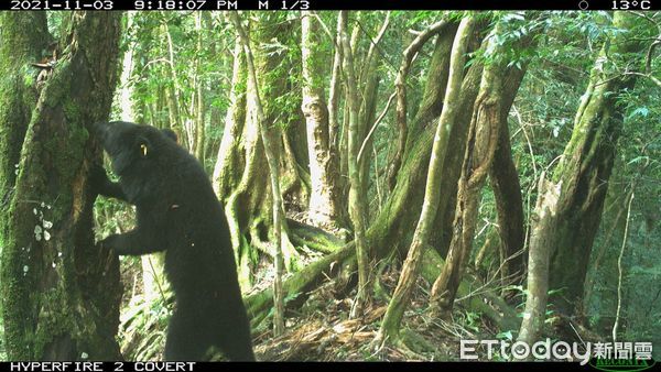 ▲自動相機捕捉到廣原黑熊Mulas挖掘樹洞覓食影像。（圖／台東林管處提供，下同）