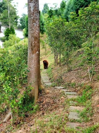 ▲▼黃金獵犬「喳喳」。（圖／粉絲專頁「潛水夫Golden Retriever哞哞&喳喳」）