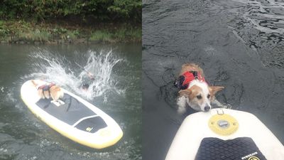 主人「滑SUP假落水」看愛犬反應　牠跳板狂游：教練那裡很危險
