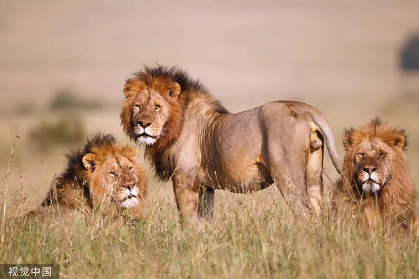 ▲▼獅子。(圖/CFP)