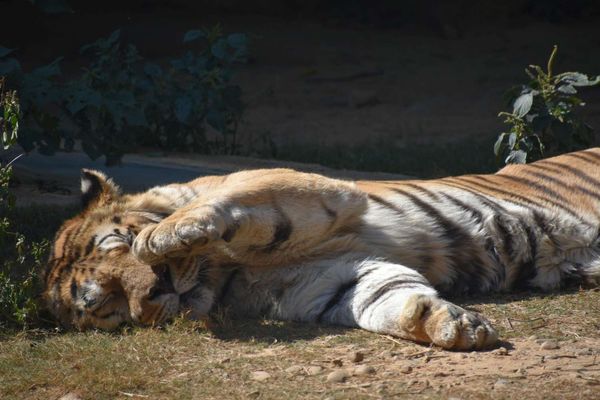 ▲新竹市立動物園特別優惠10月4日當天入園免費。（圖／新竹市政府提供）