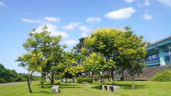 ▲大漢溪右岸城林橋下河濱公園綠地臺灣欒樹盛開,大漢溪左岸柑園露營區周邊臺灣欒樹盛開中,大漢溪左岸自行車道（柑園至鶯歌段）沿途臺灣欒樹。（圖／高灘處提供）