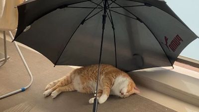 橘貓超聰明「懶洋洋躲傘裡睡午覺」　主人看傻眼：那是我在晾傘耶