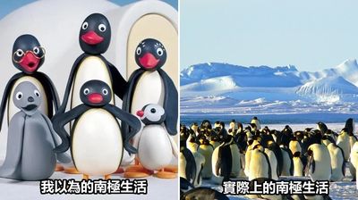 南極開4職缺6000人搶破頭　野生動物監測員「負責數企鵝」超酷