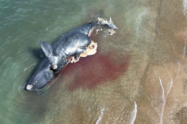 ▲▼阿根廷東部海邊13頭南露脊鯨接連死亡。（圖／達志影像／美聯社）