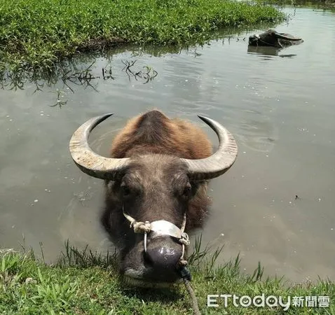 ▲台南市的老牛的家,有戶外大自然景觀,還設有室內農耕具展區,是個寓教於樂的好去處。(圖/記者林悅翻攝,下同)