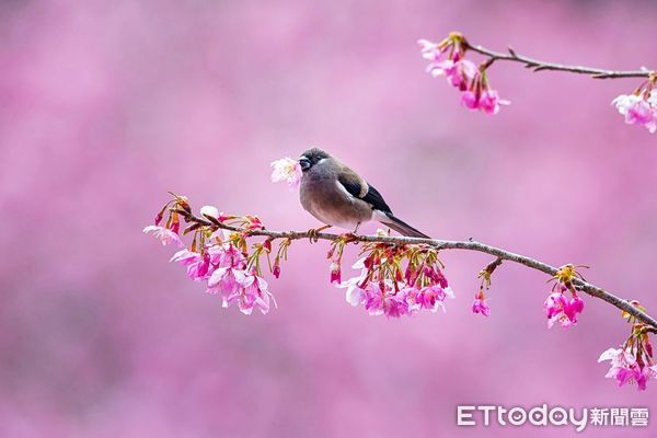 ▲擁有全國最多鳥類生態攝影家的「拍鳥俱樂部」,10月6日起在台南市國立生活美學館舉辦「第7屆瞬影。永恆聯展」,聯合展出鳥類作品上百幅,歡迎全國民眾踴躍觀賞。(圖/記者林悅翻攝,下同)