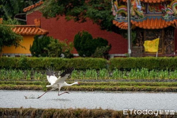 ▲擁有全國最多鳥類生態攝影家的「拍鳥俱樂部」,10月6日起在台南市國立生活美學館舉辦「第7屆瞬影。永恆聯展」,聯合展出鳥類作品上百幅,歡迎全國民眾踴躍觀賞。(圖/記者林悅翻攝,下同)