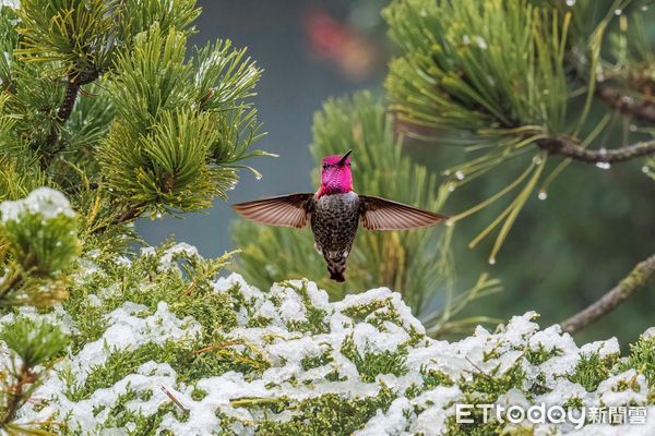 ▲擁有全國最多鳥類生態攝影家的「拍鳥俱樂部」,10月6日起在台南市國立生活美學館舉辦「第7屆瞬影。永恆聯展」,聯合展出鳥類作品上百幅,歡迎全國民眾踴躍觀賞。(圖/記者林悅翻攝,下同)