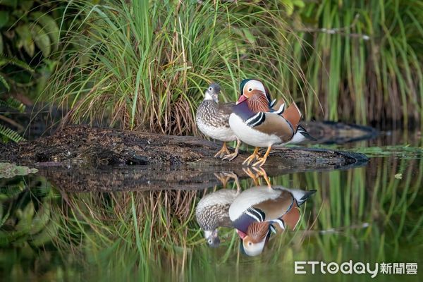 ▲擁有全國最多鳥類生態攝影家的「拍鳥俱樂部」,10月6日起在台南市國立生活美學館舉辦「第7屆瞬影。永恆聯展」,聯合展出鳥類作品上百幅,歡迎全國民眾踴躍觀賞。(圖/記者林悅翻攝,下同)