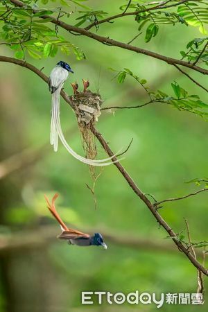▲擁有全國最多鳥類生態攝影家的「拍鳥俱樂部」,10月6日起在台南市國立生活美學館舉辦「第7屆瞬影。永恆聯展」,聯合展出鳥類作品上百幅,歡迎全國民眾踴躍觀賞。(圖/記者林悅翻攝,下同)