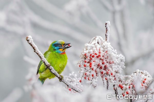 ▲擁有全國最多鳥類生態攝影家的「拍鳥俱樂部」,10月6日起在台南市國立生活美學館舉辦「第7屆瞬影。永恆聯展」,聯合展出鳥類作品上百幅,歡迎全國民眾踴躍觀賞。(圖/記者林悅翻攝,下同)
