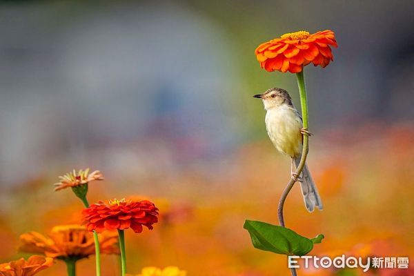 ▲擁有全國最多鳥類生態攝影家的「拍鳥俱樂部」,10月6日起在台南市國立生活美學館舉辦「第7屆瞬影。永恆聯展」,聯合展出鳥類作品上百幅,歡迎全國民眾踴躍觀賞。(圖/記者林悅翻攝,下同)