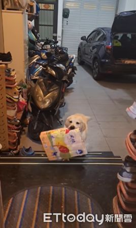 ▲神犬小幫手「搬40包衛生紙」　還聰明找對方法咬！媽讚：要拍拍手。（圖／網友Hui Weimin  提供，請勿隨意翻拍，以免侵權。）