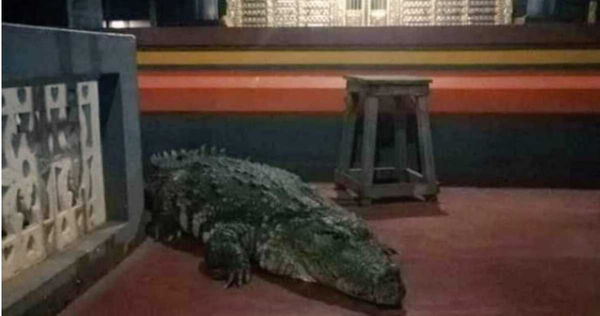 寺廟成為鱷魚的休憩場。（圖／翻攝自推特）