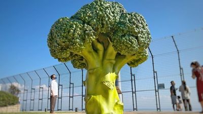 日本神戶機場「2030將開啟國際線」　打造巨大花椰菜吸旅客打卡