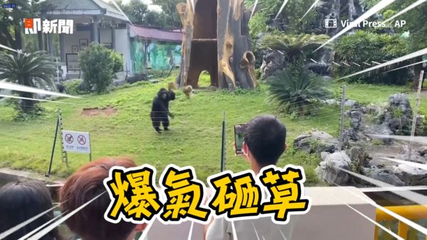 ▲黑猩猩被挑釁將草皮砸向遊客。（圖／Viral Press／AP 授權）