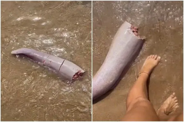 ▲▼澳洲女網友「月光」(moonlight)在昆士蘭州磁島(Magnetic Island)海灘發現詭異物體。(圖/翻攝TikTok@bootscootinaf)