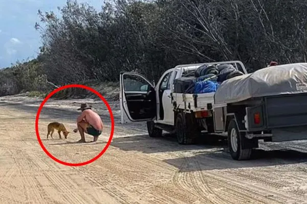 ▲▼澳洲男子餵食澳洲野犬被罰錢。(圖/翻攝昆士蘭州環境與科學部)