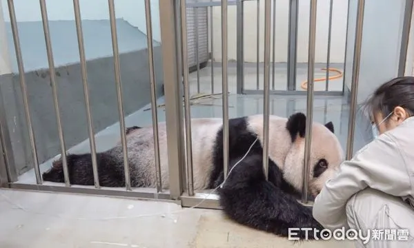 ▲大貓熊「團團」。(圖/臺北市立動物園提供)