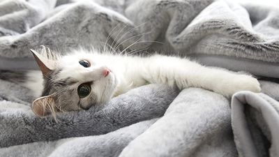 日本開發「摸起來像貓毛的寢具」連顏色都擬真　開賣數小時就秒殺