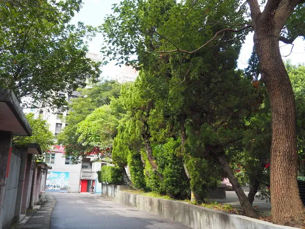 ▲▼空軍三重一村松柏成排,是天然的空氣清淨機。(圖/新北市政府文化局)