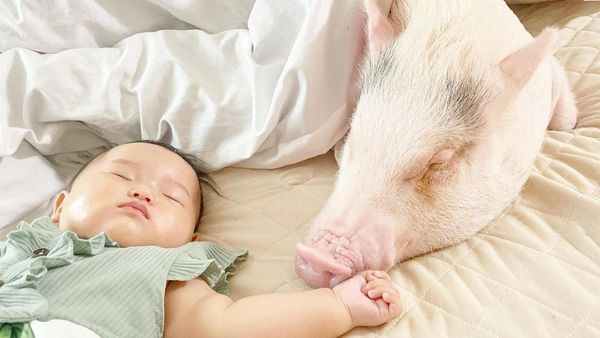 睡著的嬰兒宛如天使，與粉紅豬同眠的畫面融化網友的心。（翻攝IG @sallychan_0927）