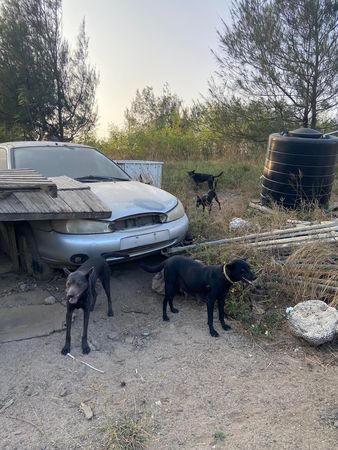 圖／台灣之心愛護動物協會授權大檸檬使用