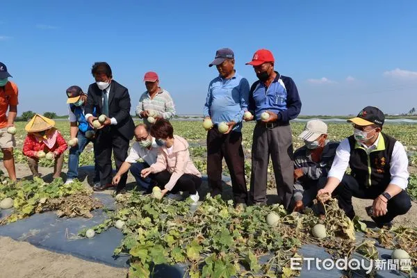 ▲台南安南區洋香瓜長不大,郭信良議長與陳亭妃立委,邀集農糧署南區分署羅正宗分署長等人現場勘查,希望政府予以救助。(圖/記者林悅翻攝)