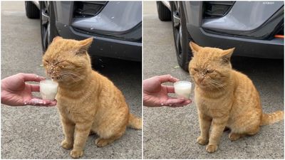 肥橘貓喝奶「噴濺式舔入」　厭世臉滿滿白點：怎麼一吃飯就下雨？