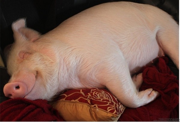 小小可爱粉红宠物猪，在主人细心照顾变成180公斤大肥猪？
