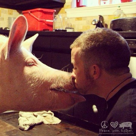 小小可爱粉红宠物猪，在主人细心照顾变成180公斤大肥猪？
