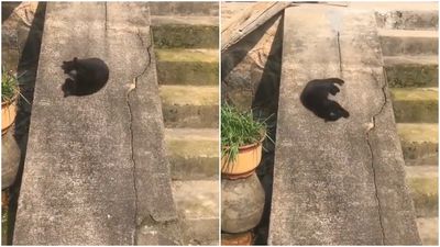 小黑貓側躺石頭斜坡「當溜滑梯玩」　咕溜滑下不盡興：再來一次